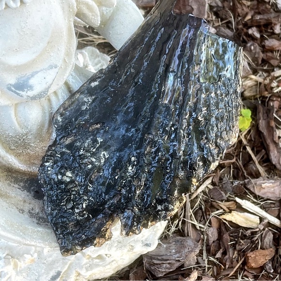 Vintage Print Sea Shell Trinket Decor - Picture 6 of 6